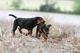 BEAUCERON - PUPPIES 146